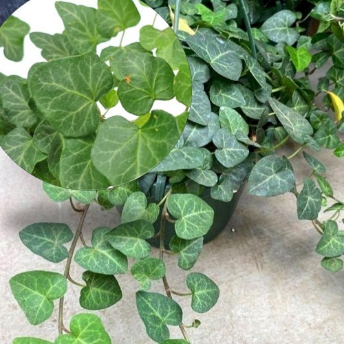 Hedera helix 'My Heart' - Harilik luuderohi 'My Heart'  